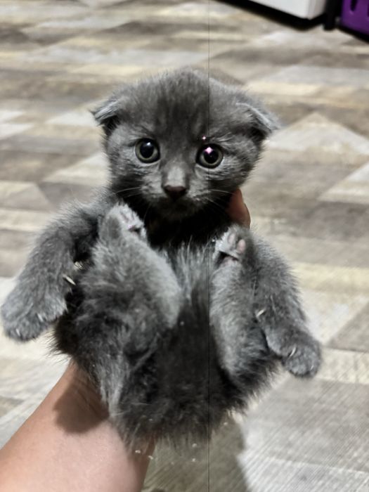 Чиройли уйинкарок фольд ва страйт британский мушукча сотилади