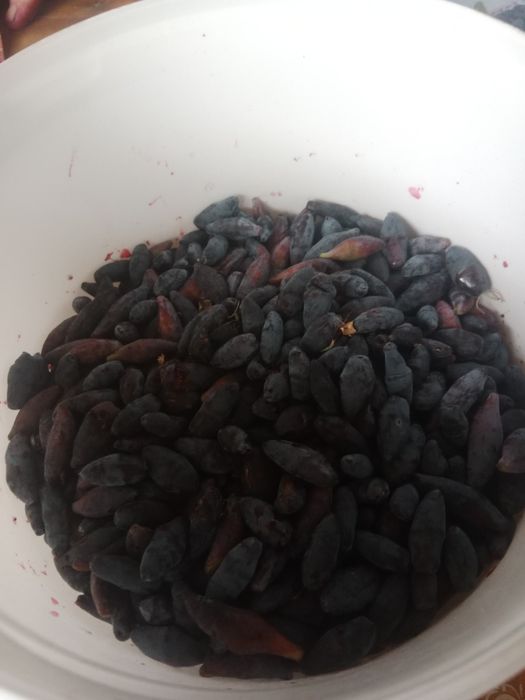 Жимолость ягоды домашние,вкусные