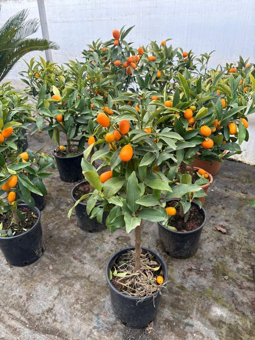 Plante ornamentale de amenajare