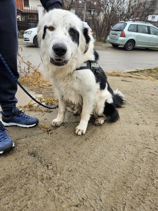 Бруно търси своя дом!