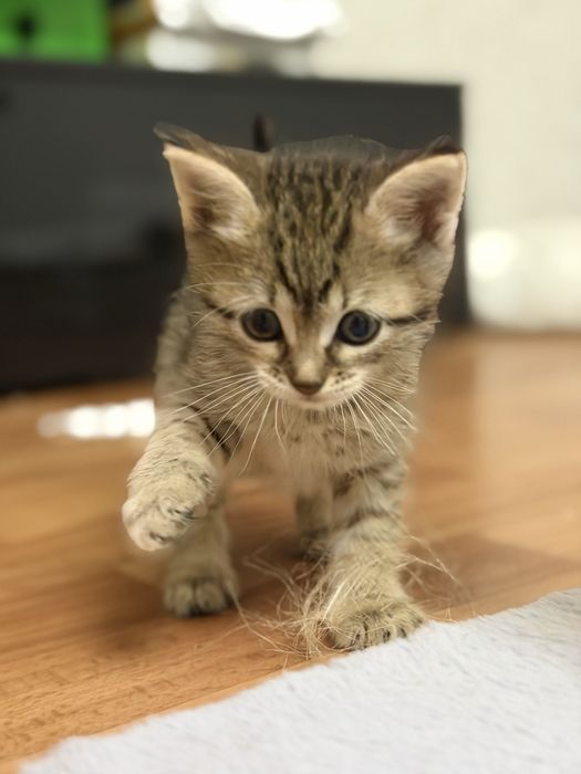 Отдам котенка в добрые руки