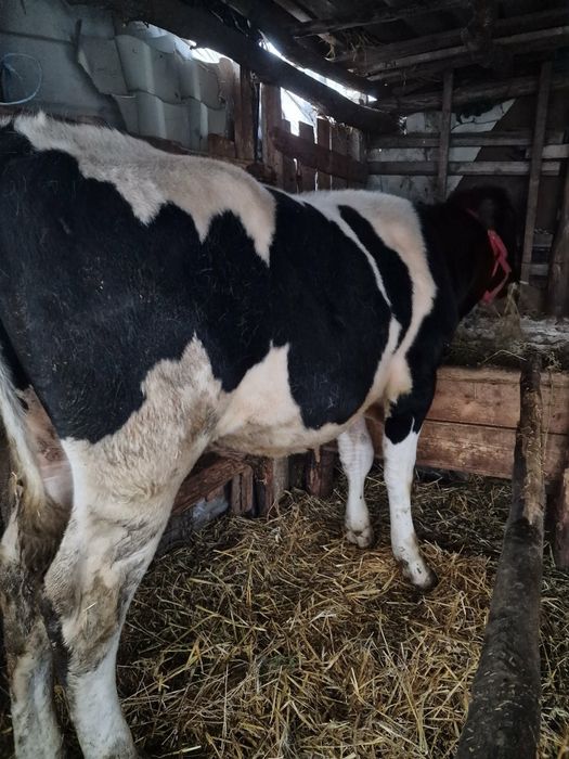 Vand  3 viteii, marfa de calitate 183 de milioane negociabil !