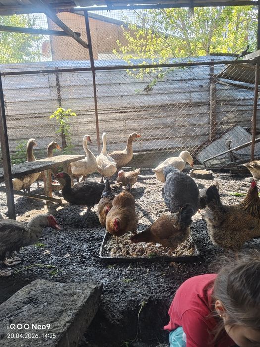 Продам гусей белых, молодых