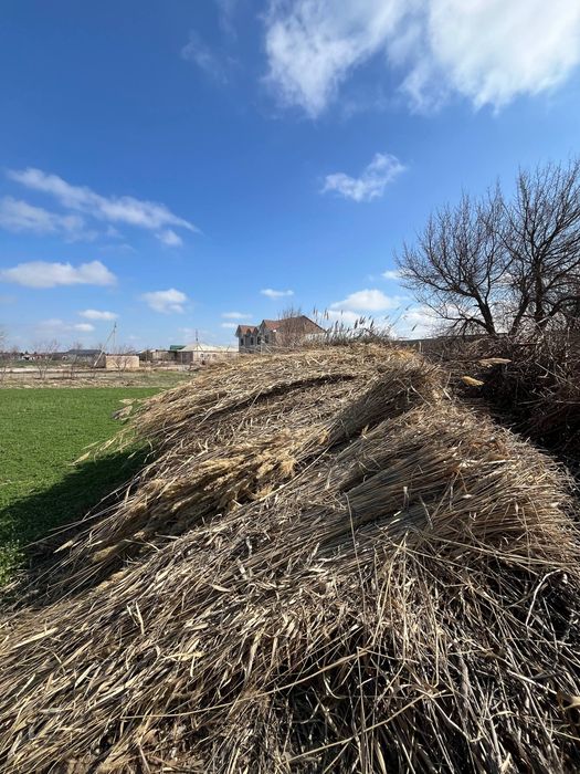 Qamish sotiladi tez arzon