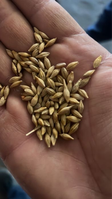 Отруби Ячмень Пшеница Кукуруза Корма