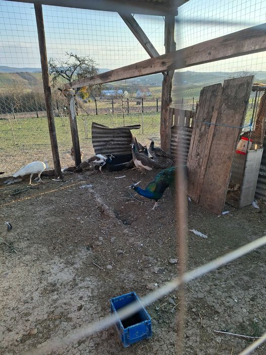 Vand  pereche de pauni