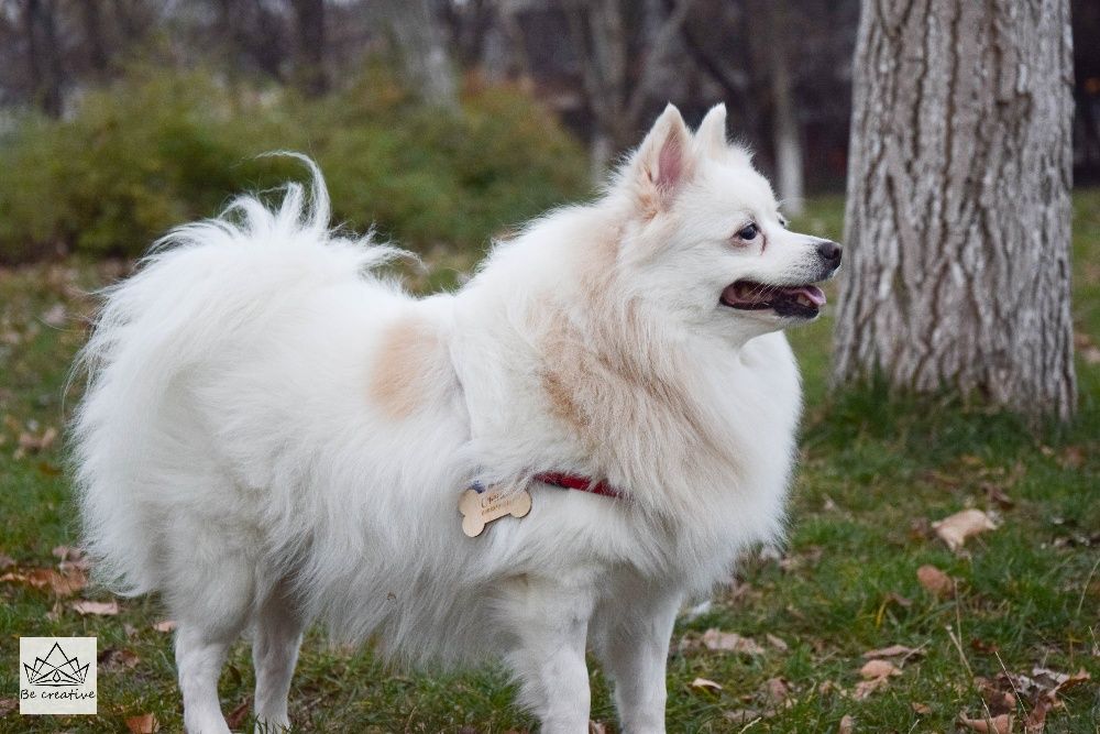 Ръчно изработени кокалчета от дърво за вашият домашен любимец