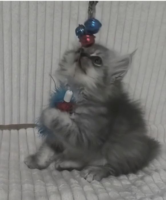 Персидские котята