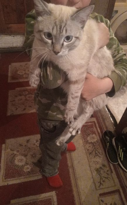 Отдам кота  умный кот