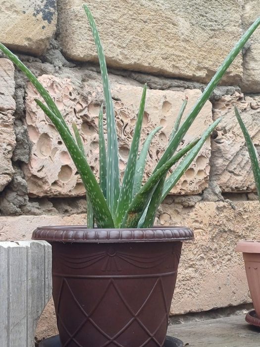 Растение Алоэ вера