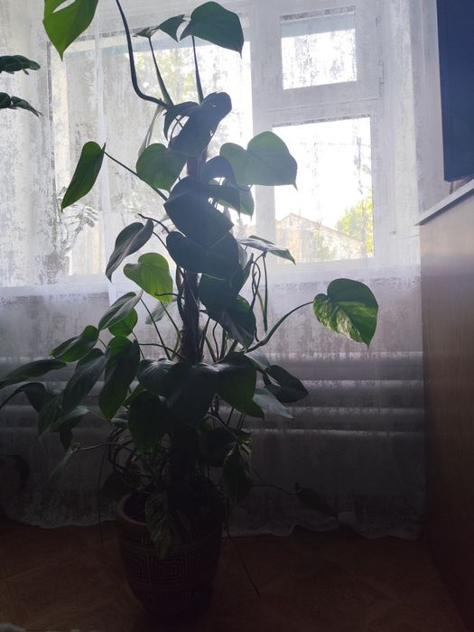 Продается монстера