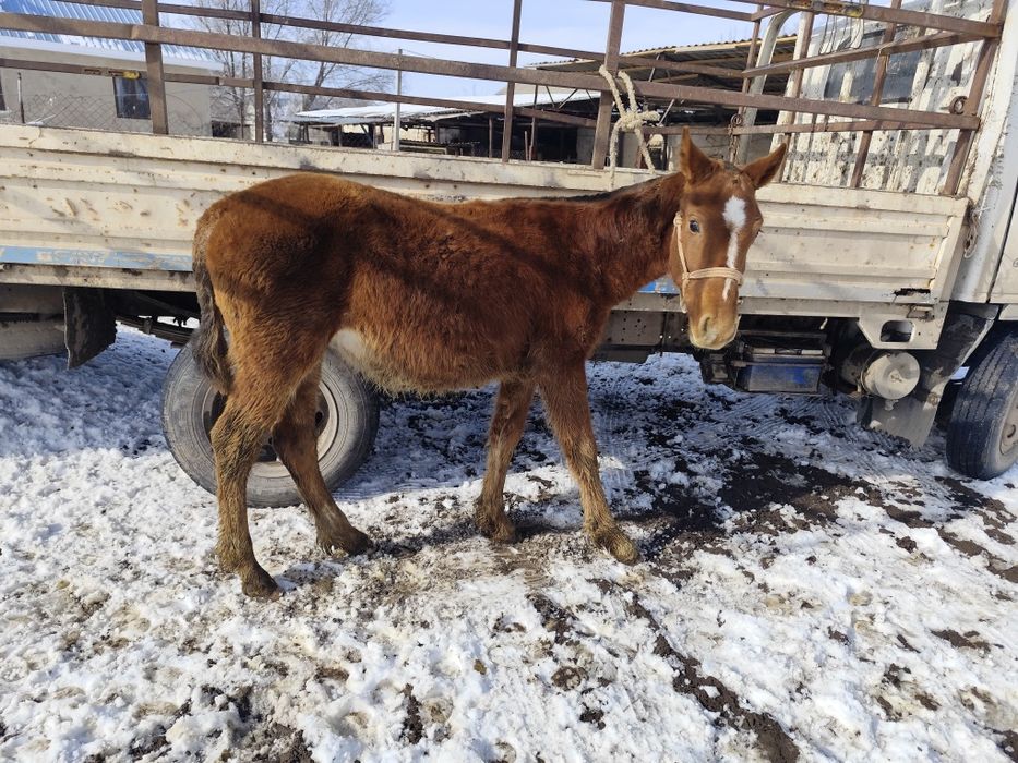 Тай сатылады қолға үйретілген