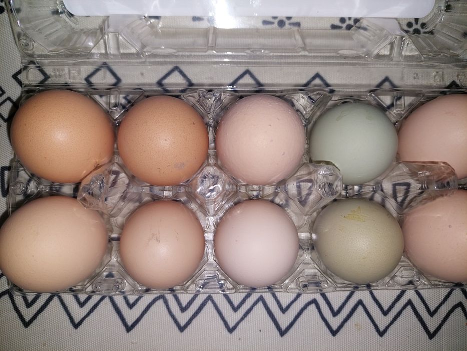 Яйцо икубационное