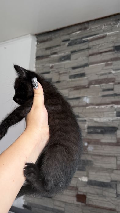 Отдам котят 1,5 месяца