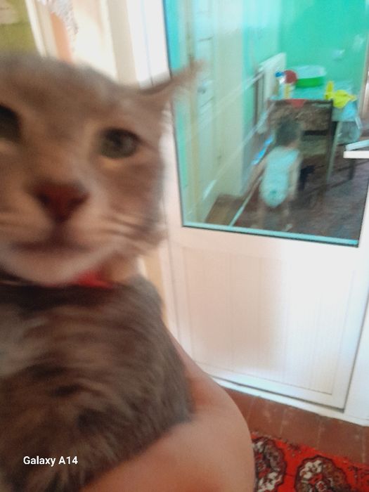 Doggy uslubidagi ayollarning yalangoch fotosuratlari