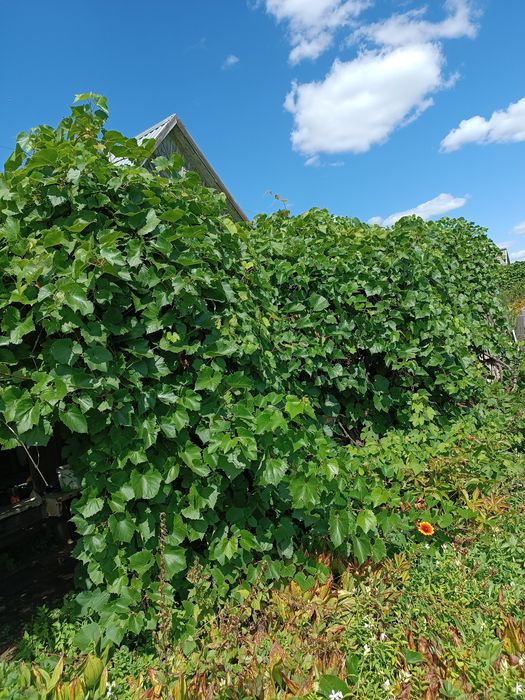 Продам дачу 3 общество