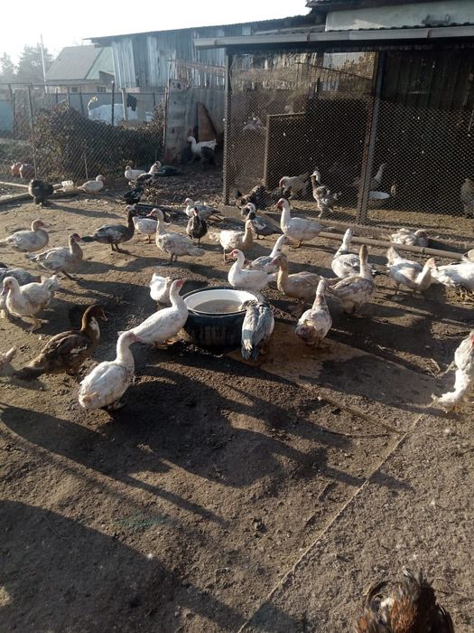 Продам мясо индоуток