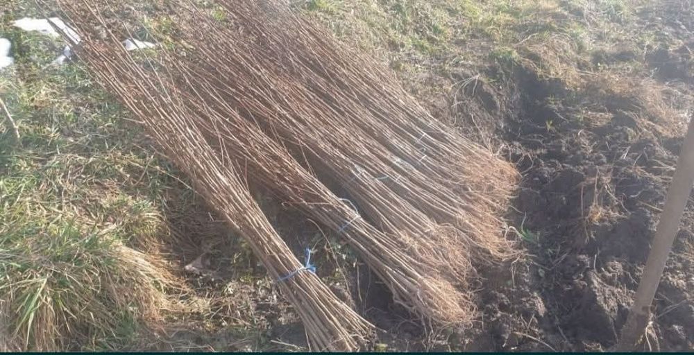 Vând puieți tratați 100%