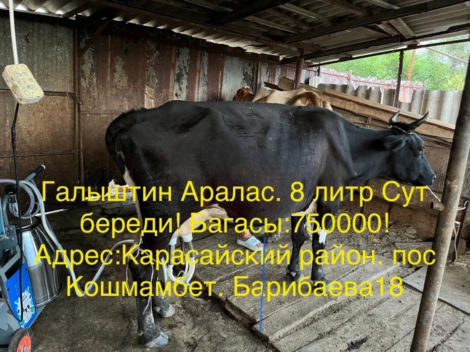 Продам доильных коров