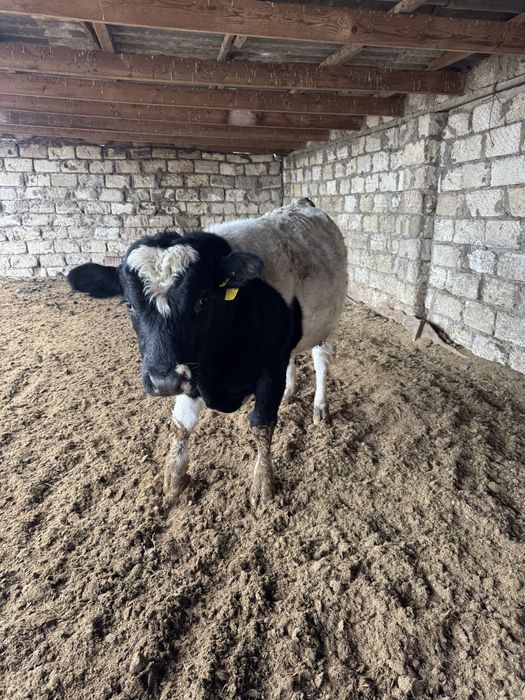 Продаються бычки ( симентальскии)