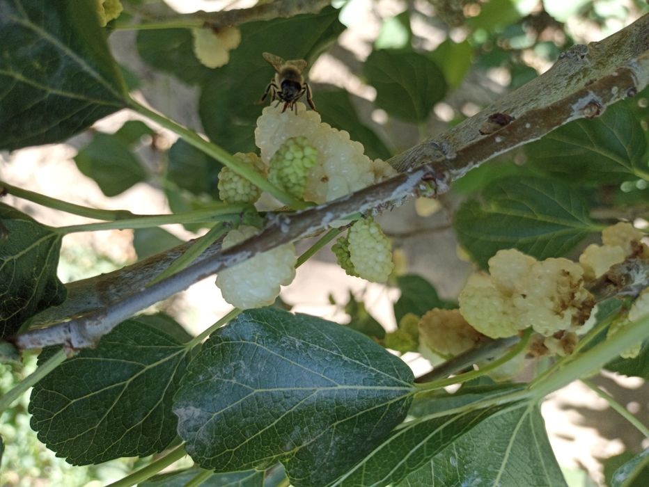 Балх тут шинниси.