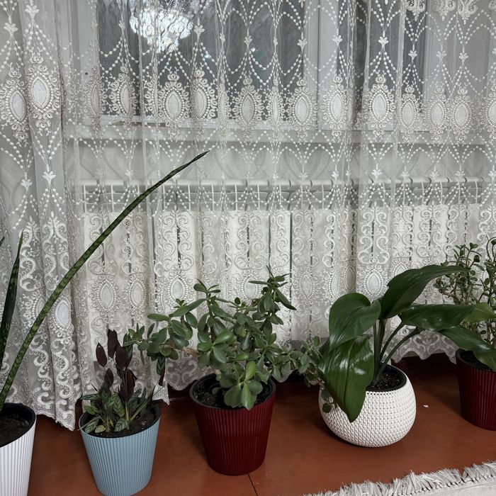 Комнатные цветы для офиса