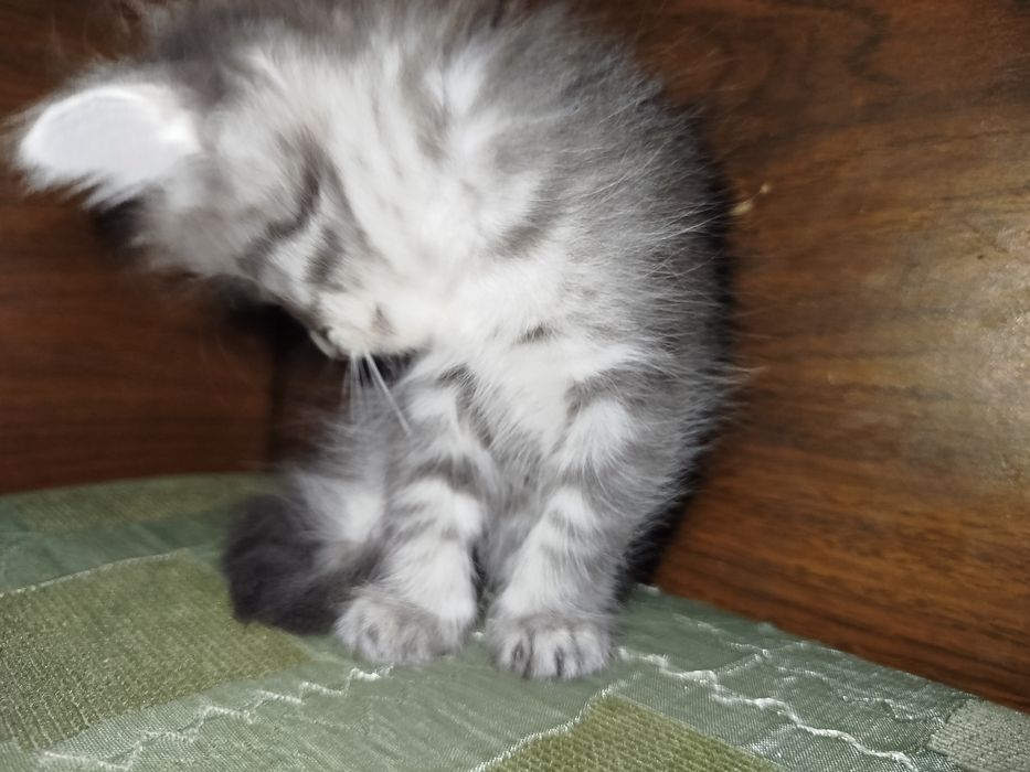 Котёнок метис хороший