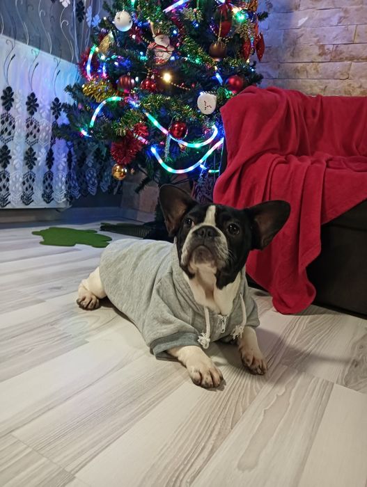 Bulldog francez femela