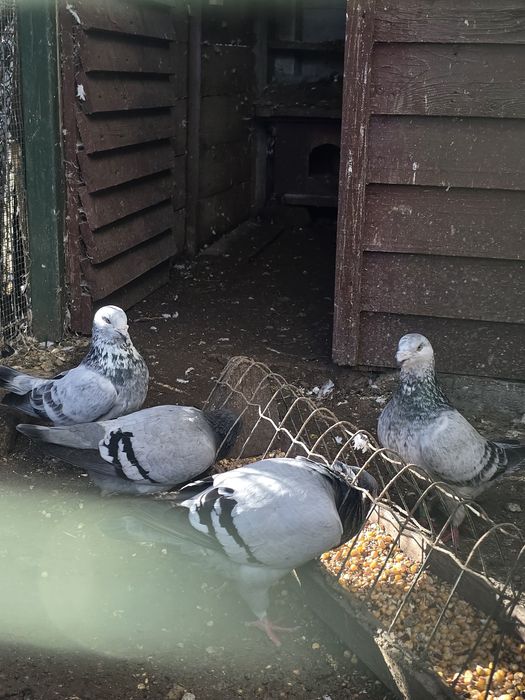 Porumbei standard de vanzare