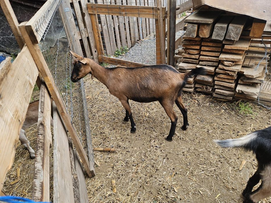 Vând capre de rasa alpina franceză si anglonubiene