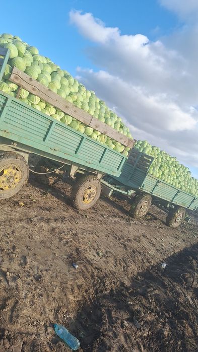 Varza de depozitare Coronet,LAGRIMA