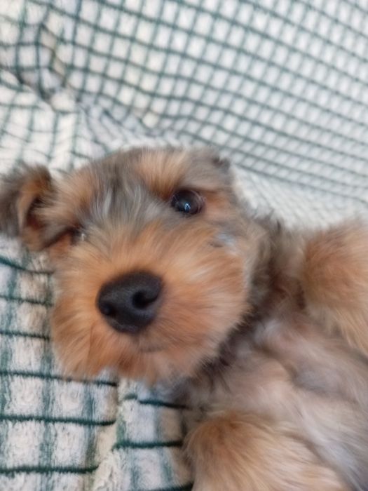 Продам Йорка. Мальчик, 4 месяца.