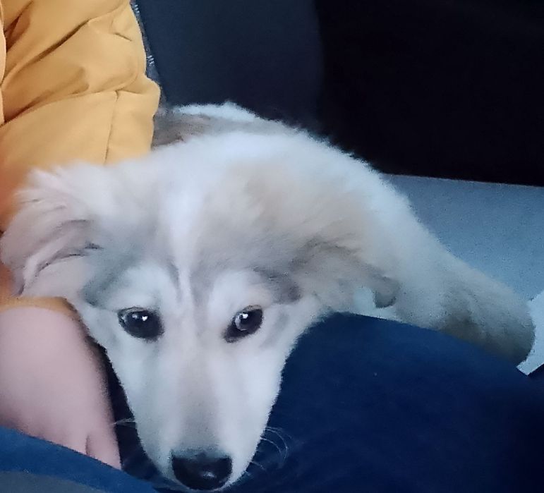 Пристраивается щенок