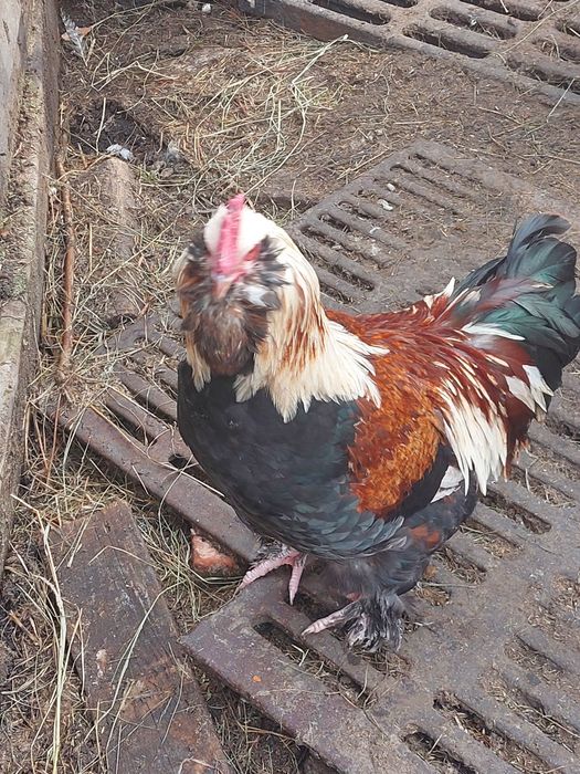 Яйцо  инкубационное куриное