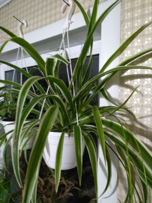 Продам Хлорофитум