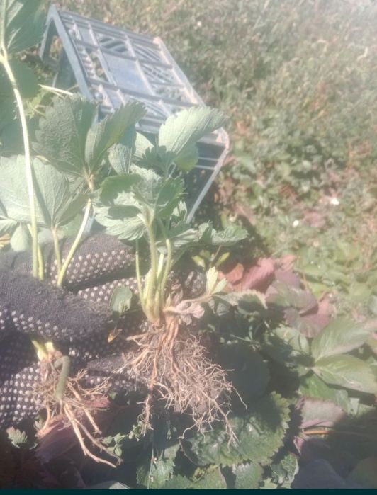 Продам саженцы клубники,малины ,ежемалины