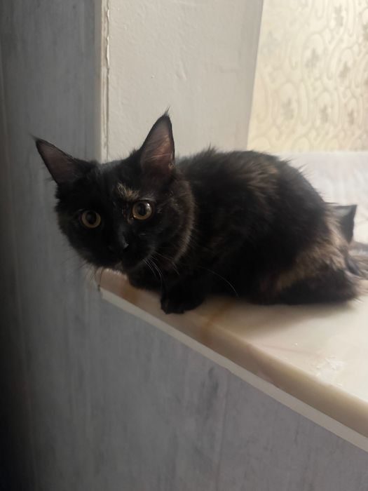 Отдам кошечку 5 месяцев