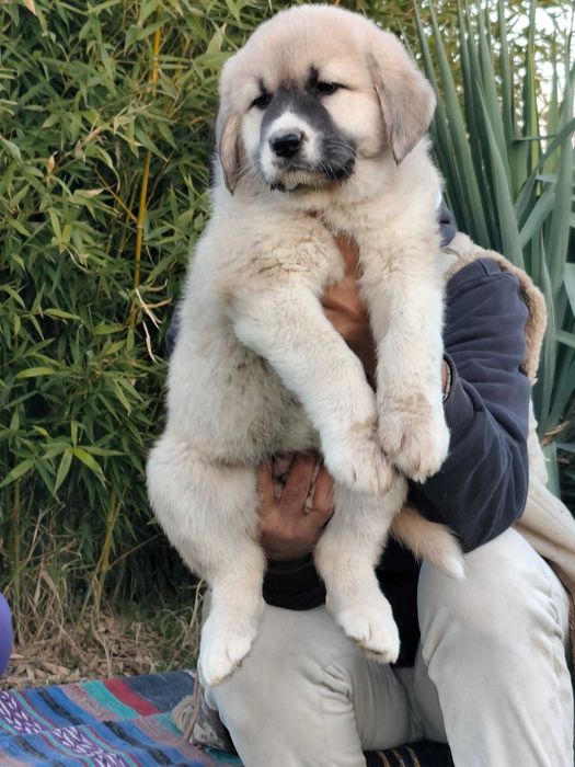 Кавказка овчарка