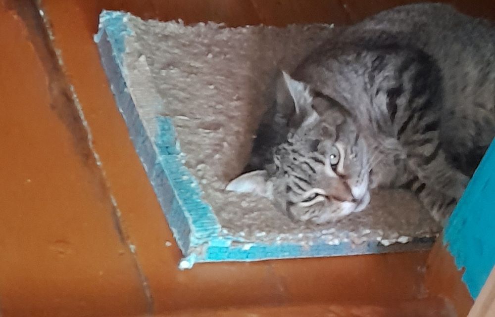 Отдам кошечку в добрые руки