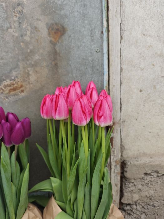 Тюльпаны оптом высшего качества