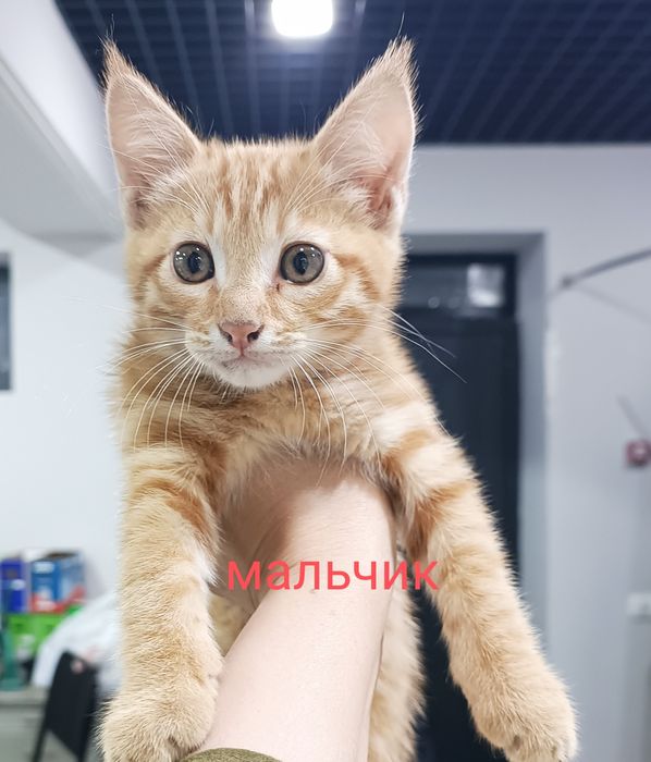 Котенки оддам добрым рукам