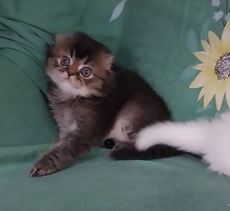 Хейланд фолд шиншила