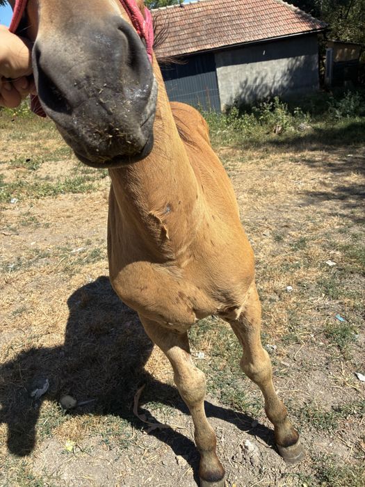 Vand manza de 3 luni