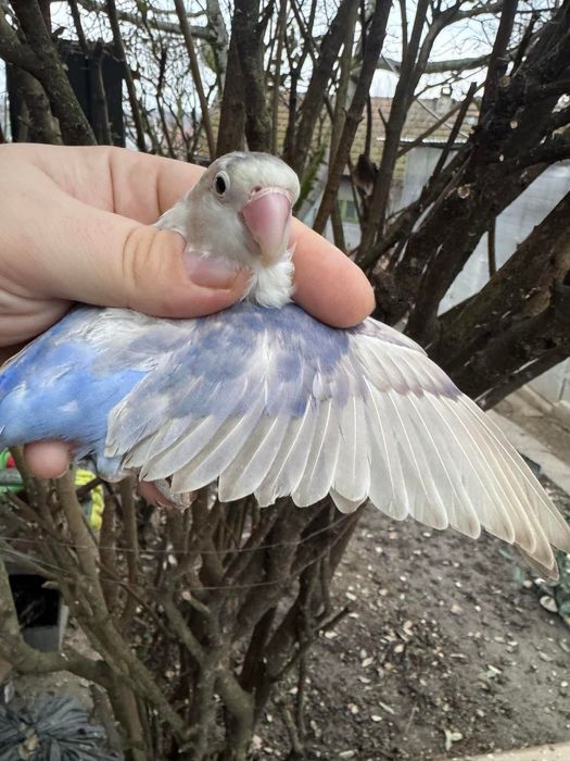 Femelă Agapornis Fischer