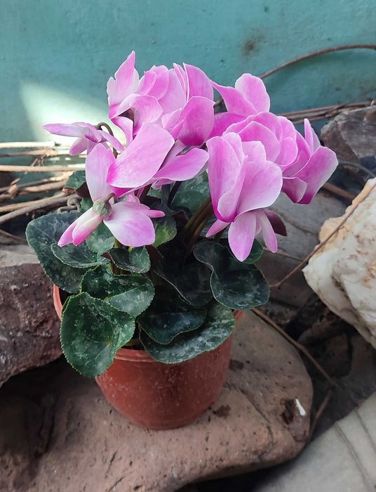 Цикламен продается