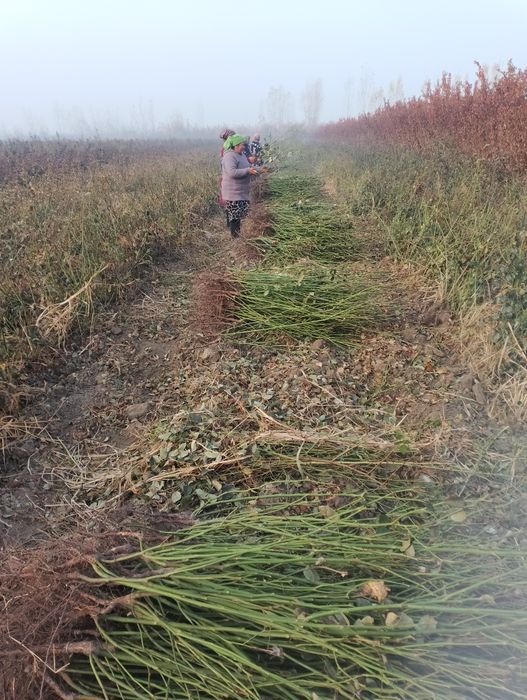 Кузни Кувнатадиган ассортимент Атиргул Кучатлари  сотилади