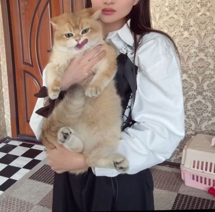 zalatoy shinshila erkak