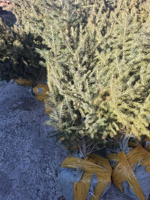 Ёлки 1.2 - 1.5 метра