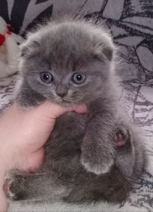 Продаются котята