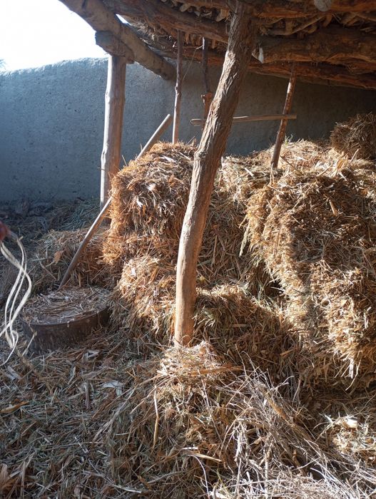 Quritilgan maka sotiladi